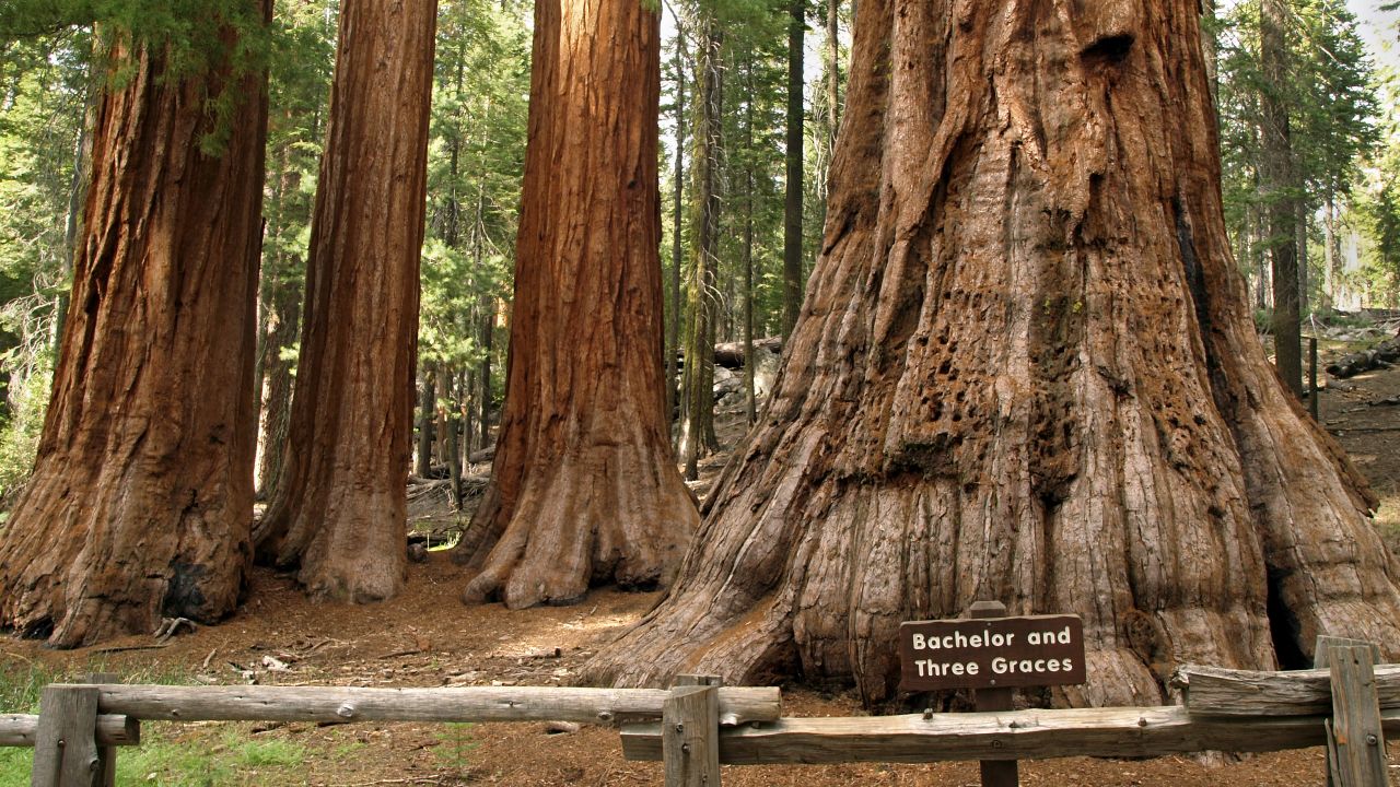 <strong>The giants of Mariposa Grove:</strong> These trees, named The Bachelor and Three Graces, have roots so intertwined that it's likely if one fell, the other would fall too. 