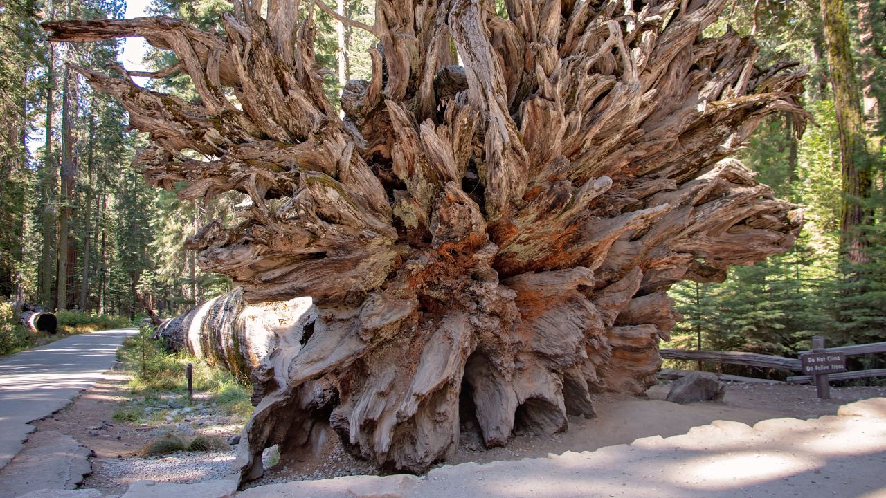 <strong>They don't go deep: </strong>The roots of these massive sequoias don't go deep into the ground. They're only about six feet under the surface. They hold up the trees by spreading outward, up to distances of over 200 feet from the base of the tree. 