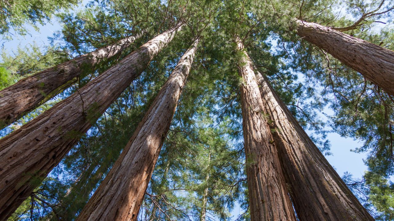 <strong>More than 20 stories high:</strong> The trees, aptly called Sequoiadendron giganteum, can grow to be over 250 feet tall. 