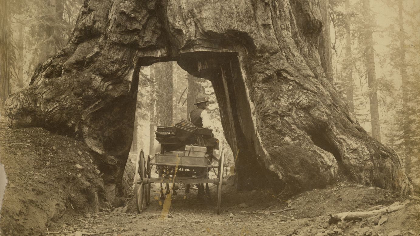 <strong>A fallen tree: </strong>The Wawona Tree had a tunnel cut through the bottom of the trunk in 1881 to accommodate vehicles passing through as a tourist attraction. The tree fell in 1969 due to snow, but is now known as the Fallen Tunnel Tree and still remains in the park as a habitat for wildlife. 