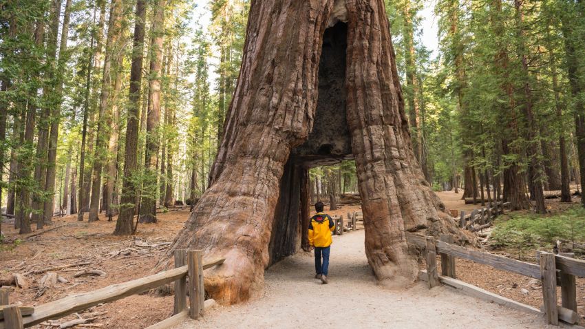 Over 5 million visitors head to Yosemite annually to take in the sights, including the California Tunnel Tree--the only remaining tunnel tree in the park. 