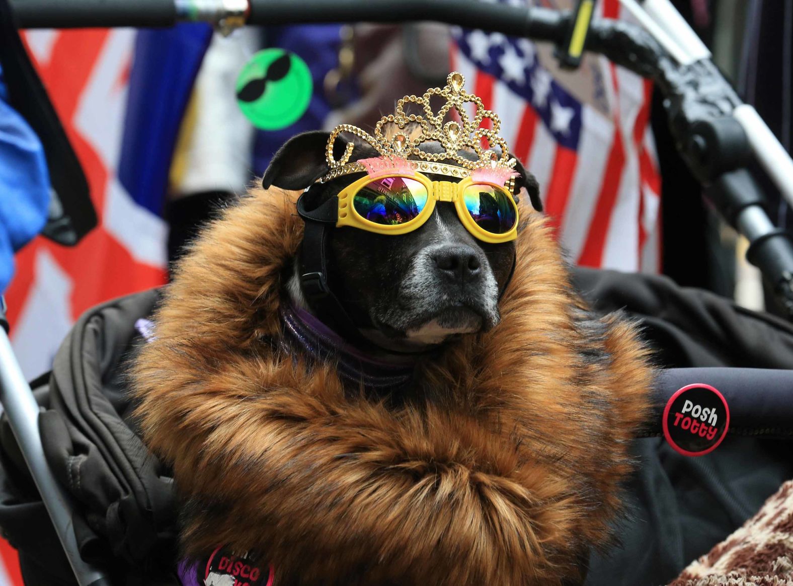 Chloe, a six year-old Staffordshire Bull Terrier awaits the arrival of Meghan and the Queen.