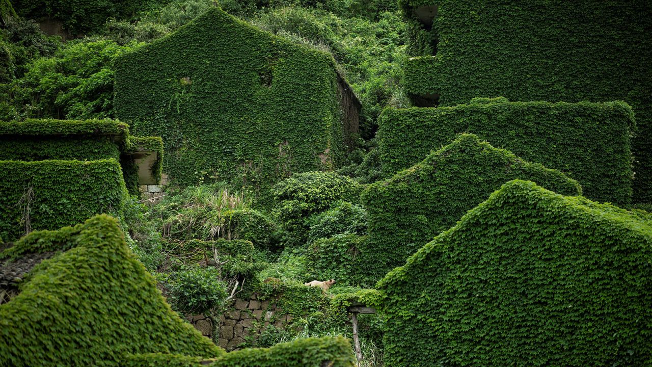 This picture taken on May 31, 2018 shows a dog barking while standing between houses covered with overgrown vegetation in Houtouwan on Shengshan island, China's eastern Zhejiang province. - Houtouwan was a thriving fishing community of sturdy brick homes that climb up the steeply hilled island of Shenghshan, but is now abandoned, with entire houses completely overgrown as if vacuum-sealed in a lush layer of green. (Photo by Johannes EISELE / AFP)        (Photo credit should read JOHANNES EISELE/AFP/Getty Images)