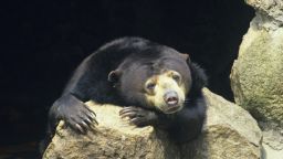 Sun bear (Helarctos malayanus), named after the sun-like spot on its chest. The smallest bear but still potentially dangerous. Range is tropical rainforest from Burma to Sumatra with smaller subspecies in Borneo. Southeast Asia. (Photo by Auscape/UIG via Getty Images)