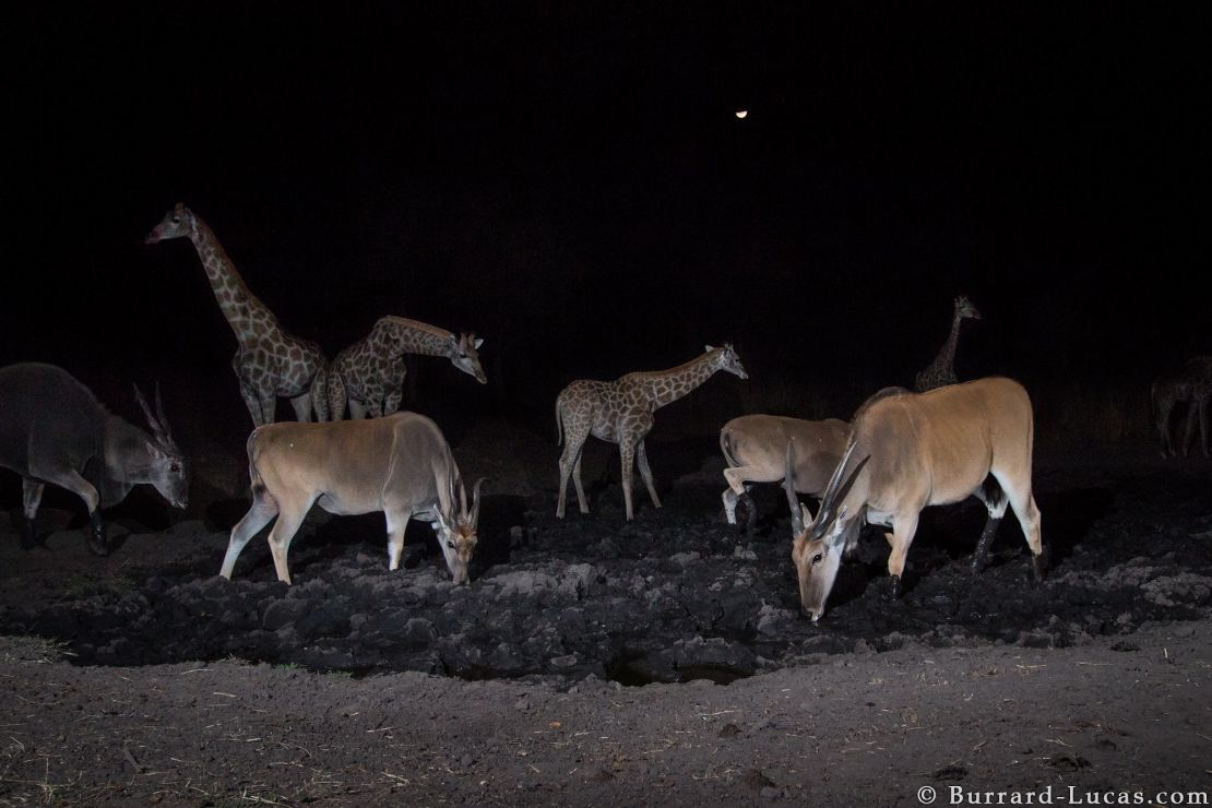 Giraffes and wildebeests congregate around a waterhole in the Zambezi region of Namibia at night.