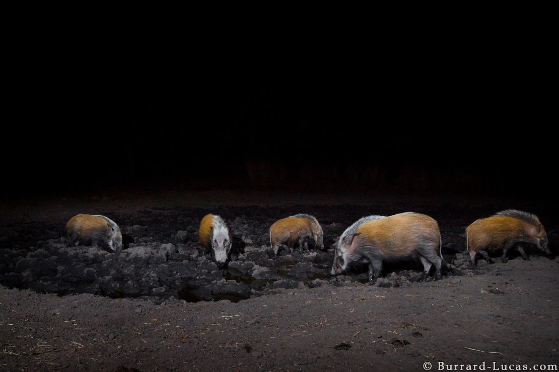 At night, hogs cluster around the watering hole in the Zambezi Region of Namibia.
