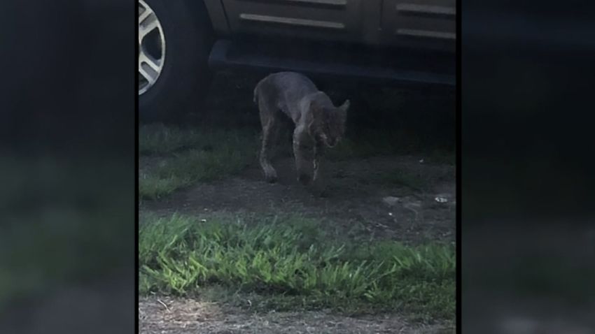 DeDe Phillips said she took this photograph of a bobcat moments before the animal attacked her