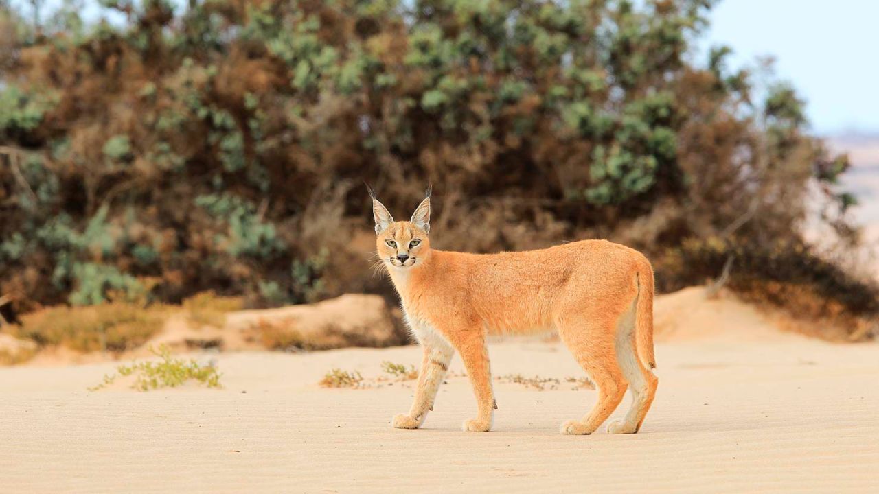 <strong>Wild cat: </strong>The tuft-eared caracal cat is one of the many rare animals that inhabit this part of the Namibian coastline.