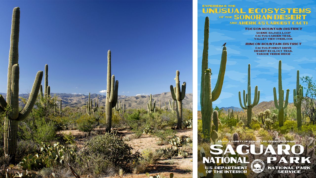 <strong>Saguaro National Park, Arizona: </strong>The Sonoran Desert is in full bloom in the spring - from the Saguaro to Prickly Pear to Octillo. Woodpeckers and flickers work for hours to create nests in the giant cactus. 