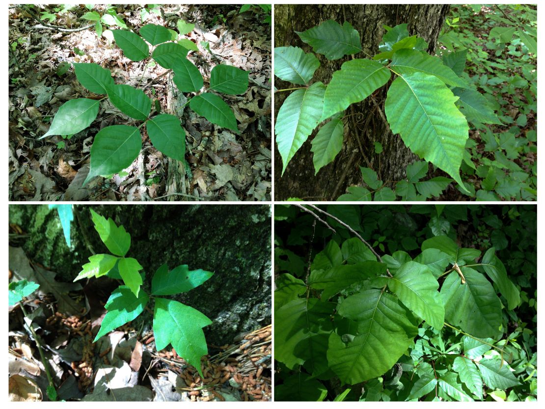 Clockwise from top left: poison ivy with smooth edges, jagged edges, notched leaves and round leaves. 