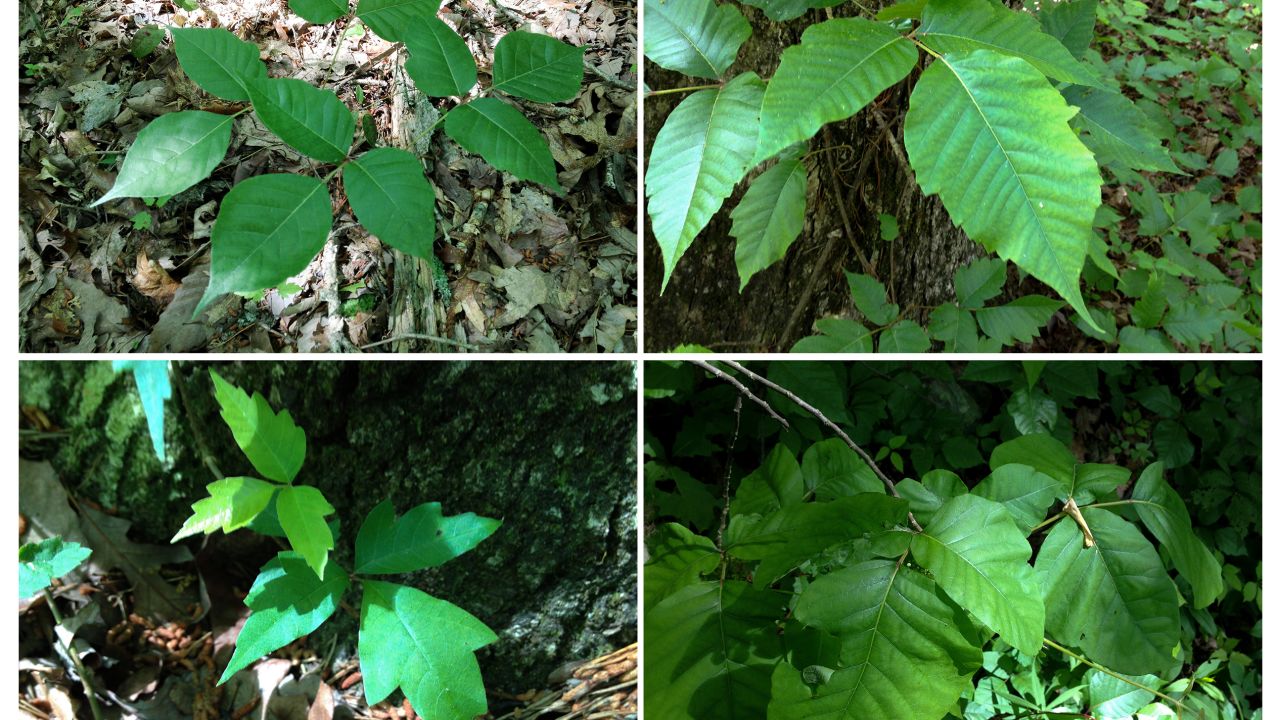Clockwise from top left: poison ivy with smooth edges, jagged edges, notched leaves and round leaves.
