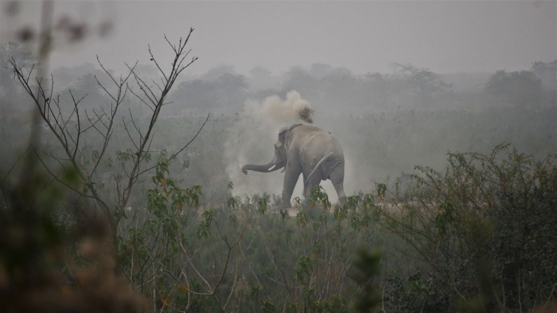 Nepal's diverse habitats are home to a vast range of animals, from elephants and rhinos, to tigers and snow leopards.<br />