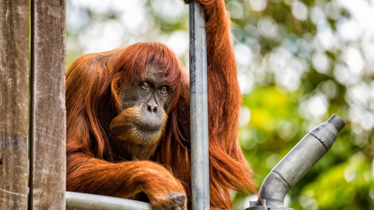 62-year-old Puan has played a vital role in ensuring the continued survival of the critically endangered Sumatran orangutan.