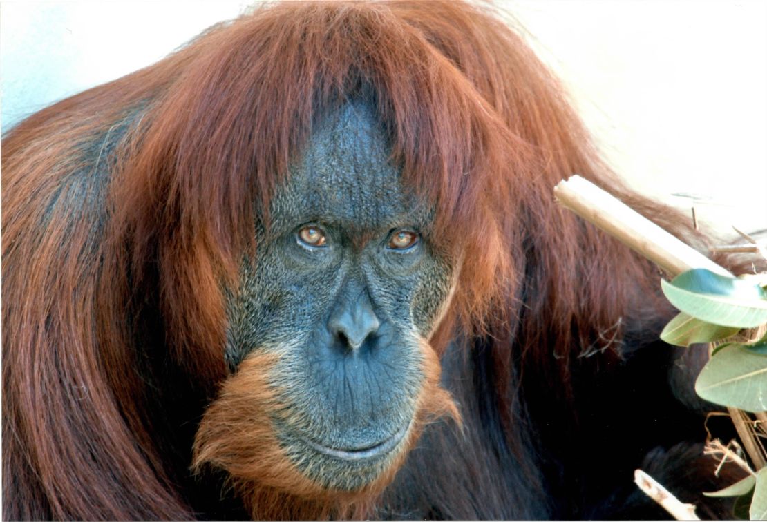 Puan, the "grand matriarch" of Perth zoo, had 54 descendents across the world.