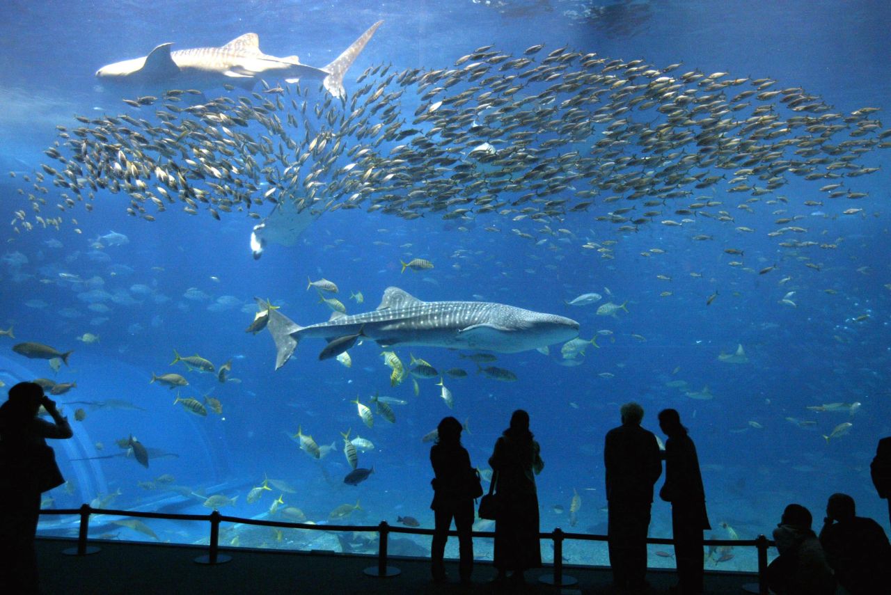 Okinawa Churaumi Aquarium is known as Japan's largest. 