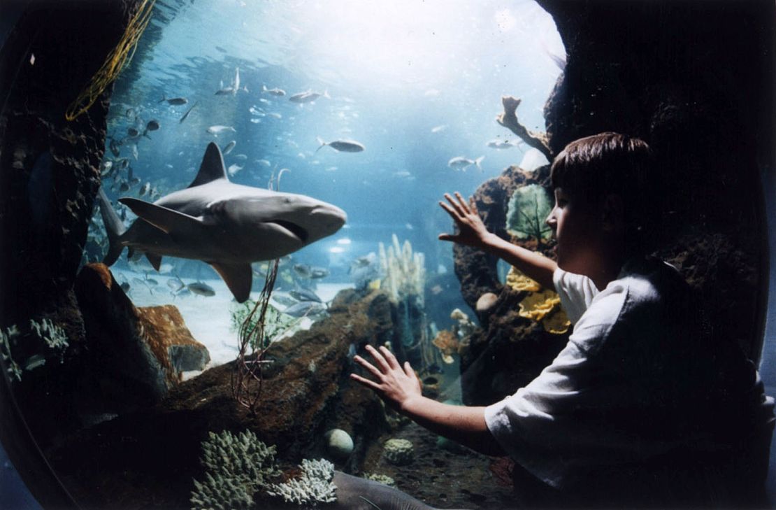  This 9-Foot Sandbar Is One Of 25 Sharks That Encircle Visitors Walking Through An 85-Foot Underwater Tunnel. The $40 Million Aquarium Includes A Million Gallons Of Water, 11,000 Animals And Five Of The Only Seamless Tunnels In The World. Newport Aquarium Is In Kentucky, Just South Of Cincinnati.  