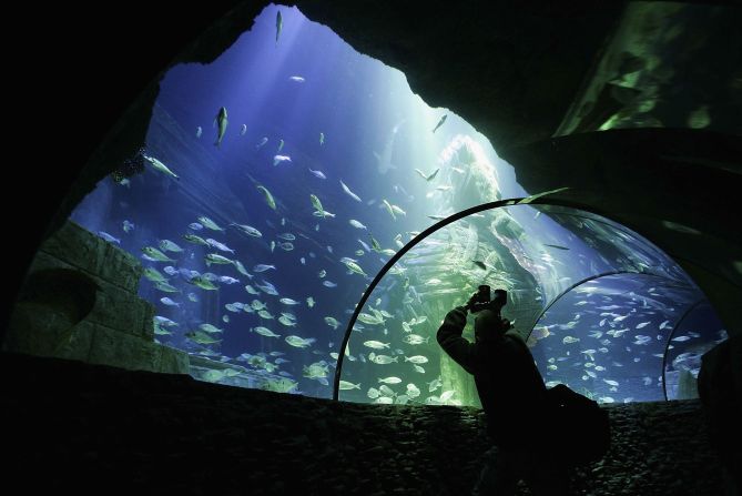 One of the design features at the Sea-Life Aquarium in the Olympic Park, located in Munich, Germany, is a ten-meter under water glass tunnel.