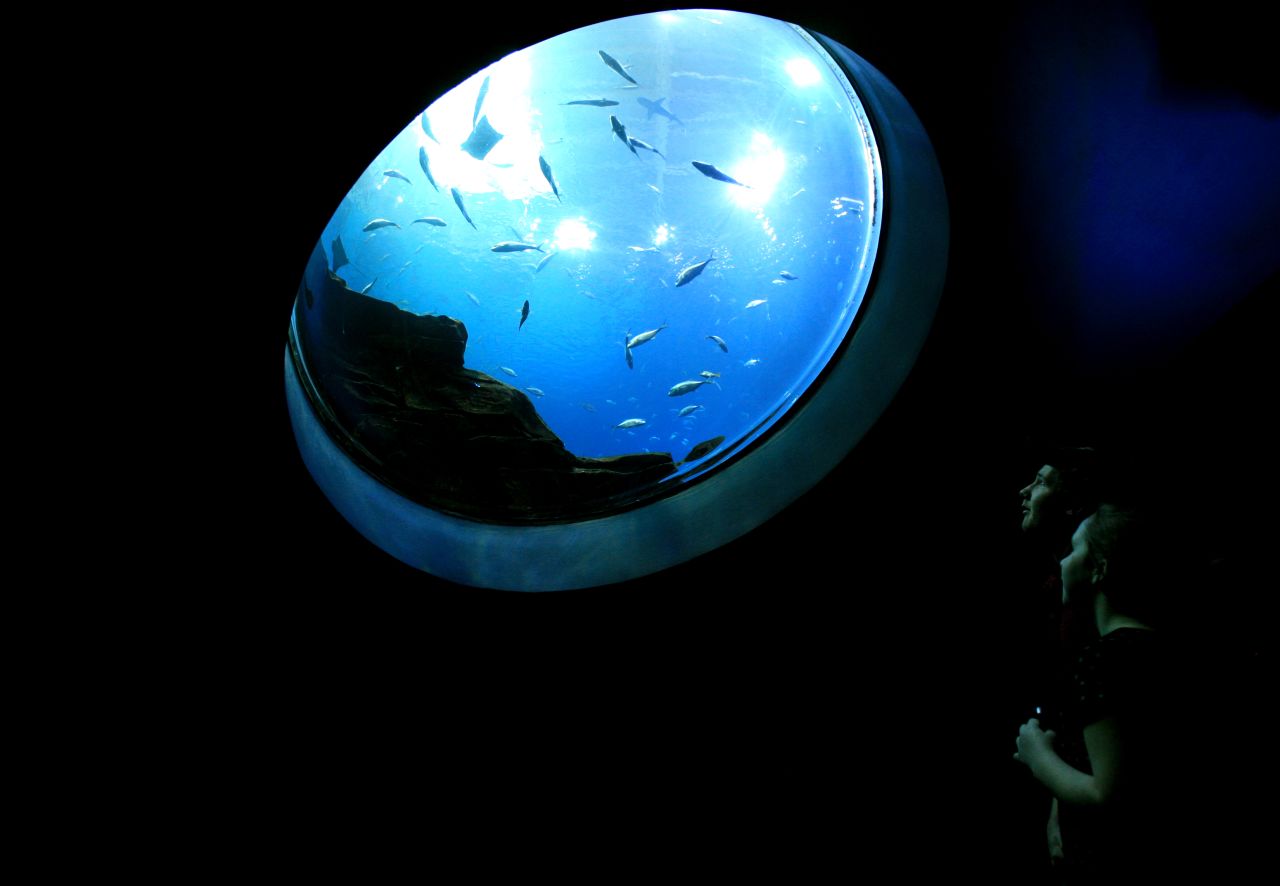 The Georgia Aquarium in Atlanta, Georgia is home to an estimated 55,000 fish.