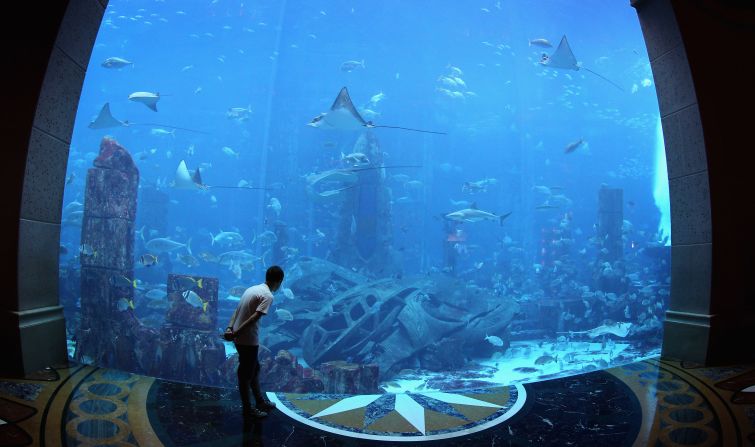 The 11-million litre aquarium at Atlantis the Palm Hotel in Dubai contains over 65,000 fish and other sea creatures. 
