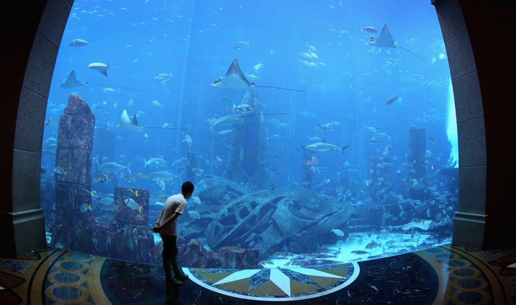 The 11-million litre aquarium at Atlantis the Palm Hotel in Dubai contains over 65,000 fish and other sea creatures. 