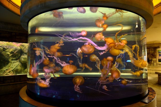 Pacific Sea nettle jellyfish are displayed at the Shark Reef Aquarium at the Mandalay Bay Resort and Casino in Las Vegas.