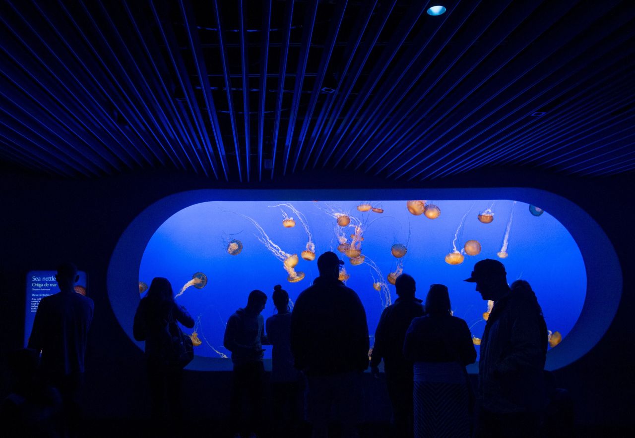 The Monterey Bay Aquarium in Monterey, California has more than 35,000 animals and plants.