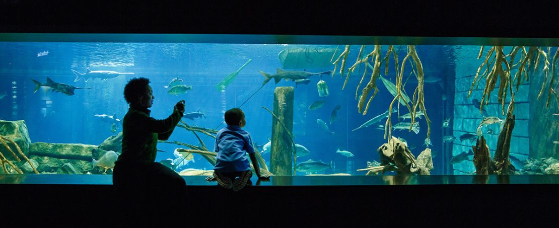 The secrets behind immersive aquarium design