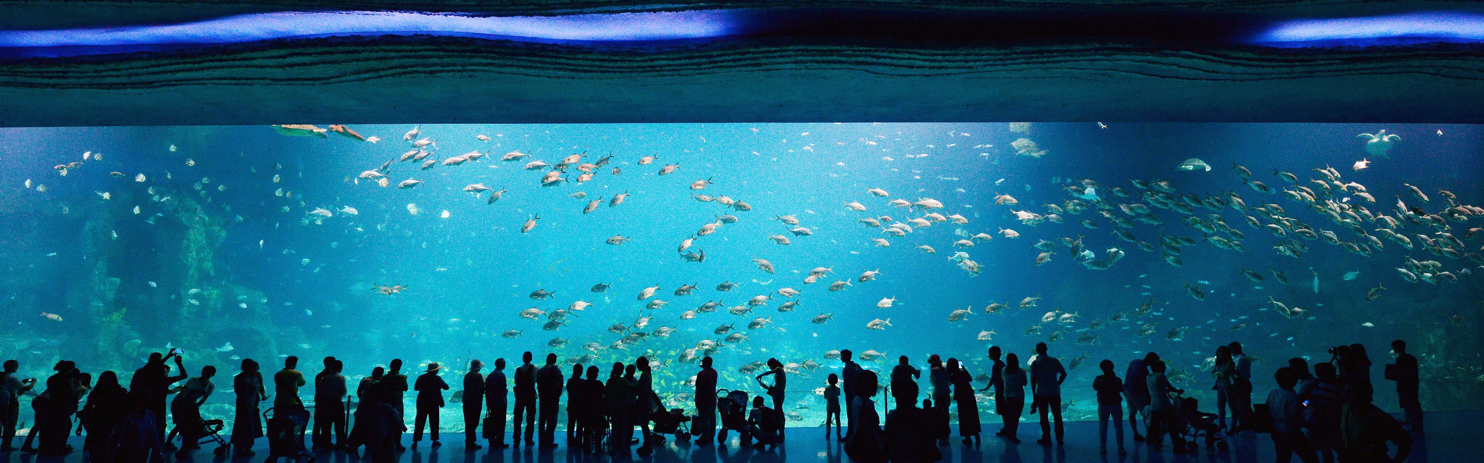 Munching Chemicaliën In zoomen The best aquarium designs | CNN