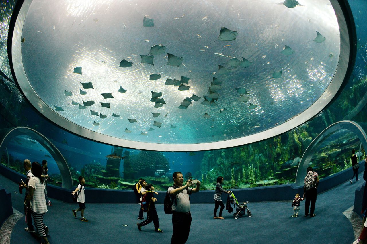 The aquarium has cinema-screen-sized windows.