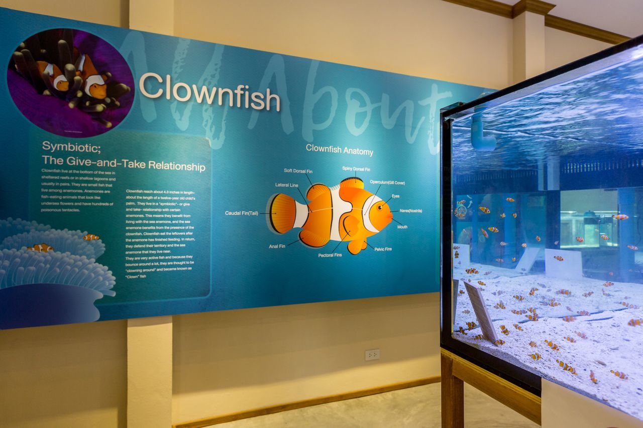 <strong>Clownfish Room: </strong>The center is divided into four main zones: The Shark Room, the Phi Phi Islands Room and the Clownfish Room, where the popular fish are bred and released into the waters of the Noppharat Thara-Mu Ko Phi Phi National Park.