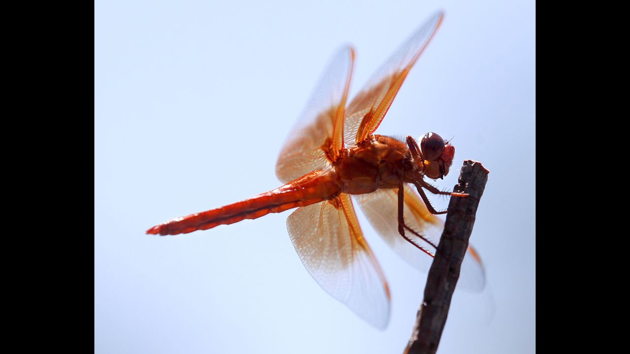 A dragonfly called a flame skimmer rests on a small branch in Topanga, California, on Monday, June 18.
