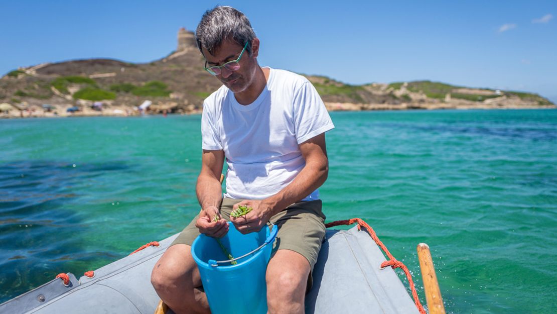 Roberto Petza of Sardinia's S'apposentu cleans sea fennel.