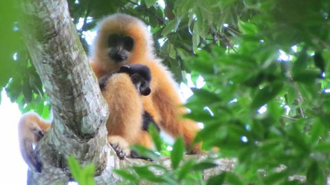 A female Hainan gibbon with an infant. The imperial Chinese revered gibbons.