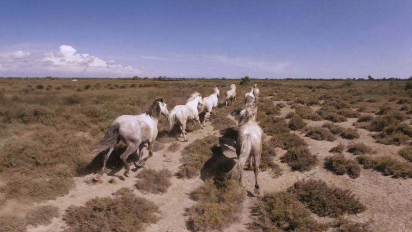 france wild horses cropped vr