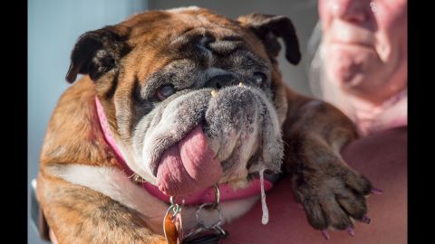 Zsa Zsa, an English bulldog, shows off her drooling skills during the 2018 World's Ugliest Dog Contest in Petaluma, California, on June 23. Zsa Zsa went on to win the competition, which comes with a $1,500 prize, a trophy and a trip to New York for her and her owner, Megan Brainard.