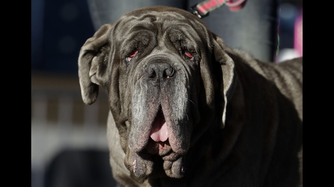 Martha, a Neapolitan Mastiff who won the 2017 World's Ugliest Dog Contest, appears onstage before learning the crown would be snatched from her massive head. 