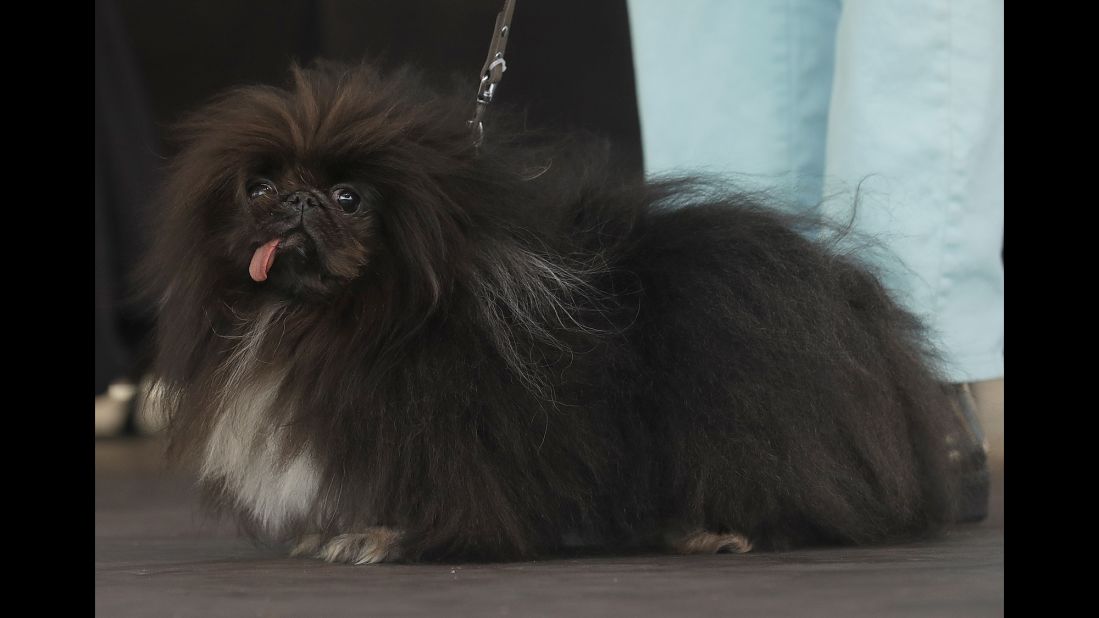 Wild Thang, a Pekingese, leaves no question about where it got its name as the pup appears on stage during the event. 