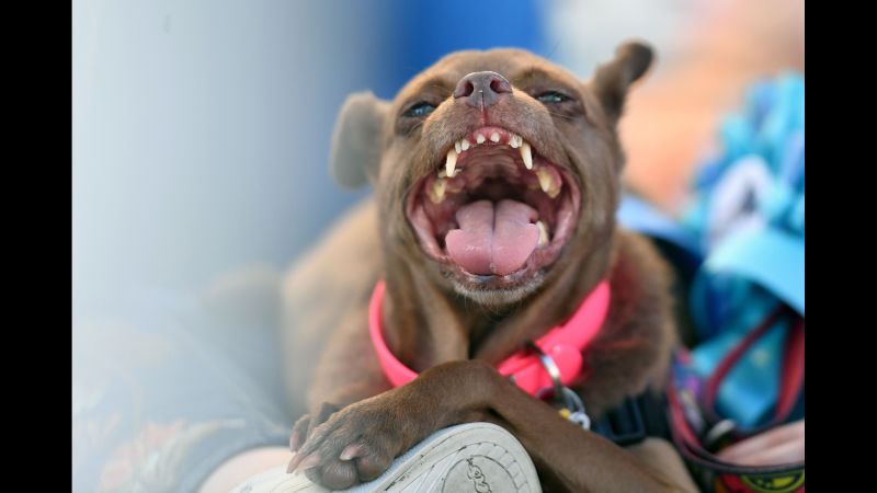 Ugliest dog in store the world 2018