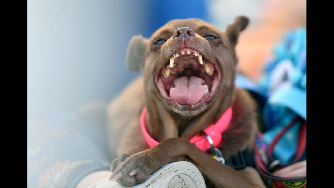 Mandarina pants on her owner's lap while awaiting the start of the World's Ugliest Dog Contest. The competition raises awareness for the importance of adoption, as many of the pups were rescued from shelters and puppy mills. 