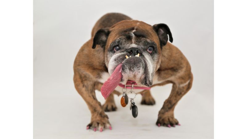 Ugly english hot sale bulldog