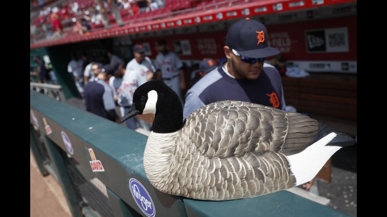 The Detroit Tigers "Rally Goose" rests on the railing of the visitors' dugout before the team faced the Cincinnati Reds on Wednesday, June 20, in Cincinnati. The tradition of the replica goose began in May after a <a  target="_blank" target="_blank">live goose made its way</a> on to the Tigers' field, delaying their game against the Los Angeles Angels.