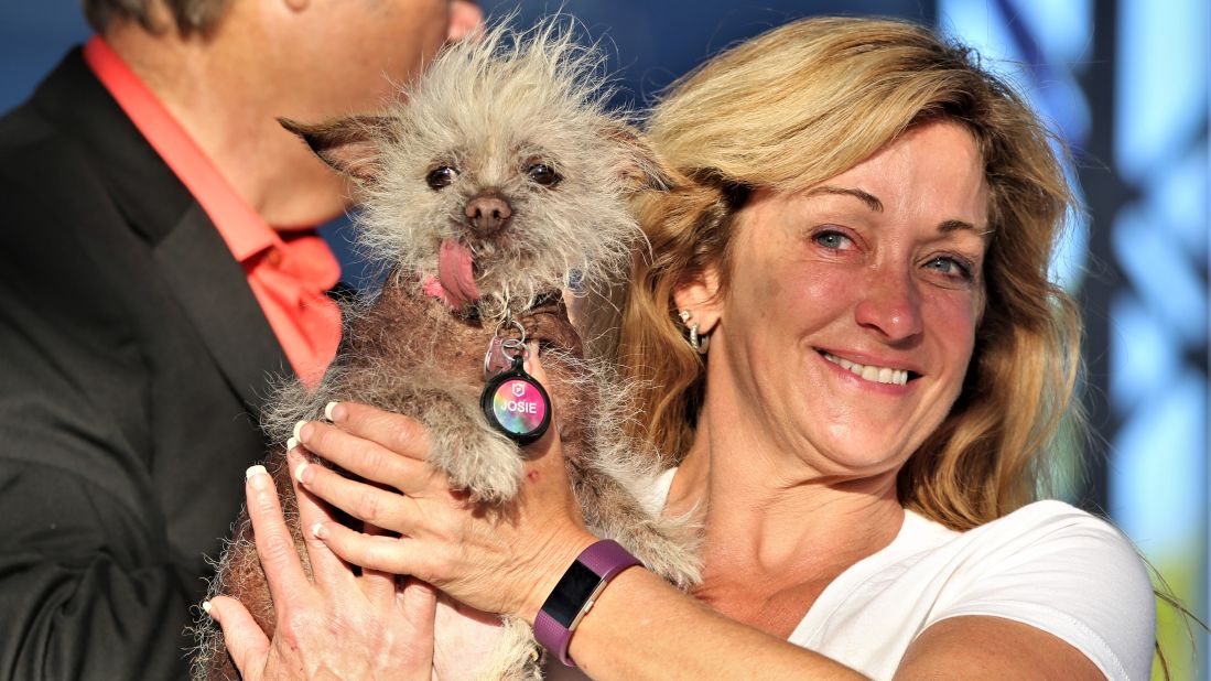Another Chinese crested mix with yet another ... expressive? ... tongue, Josie is a regular at the World's Ugliest Dog Contest, organizers say. 