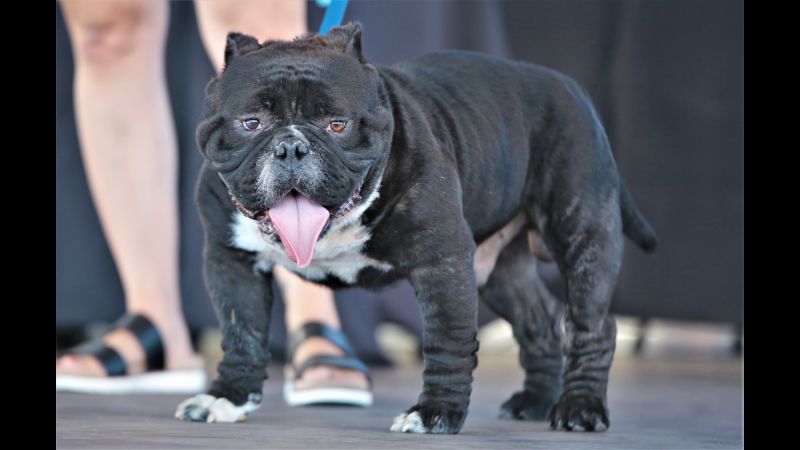 World ugliest dog sales 2018