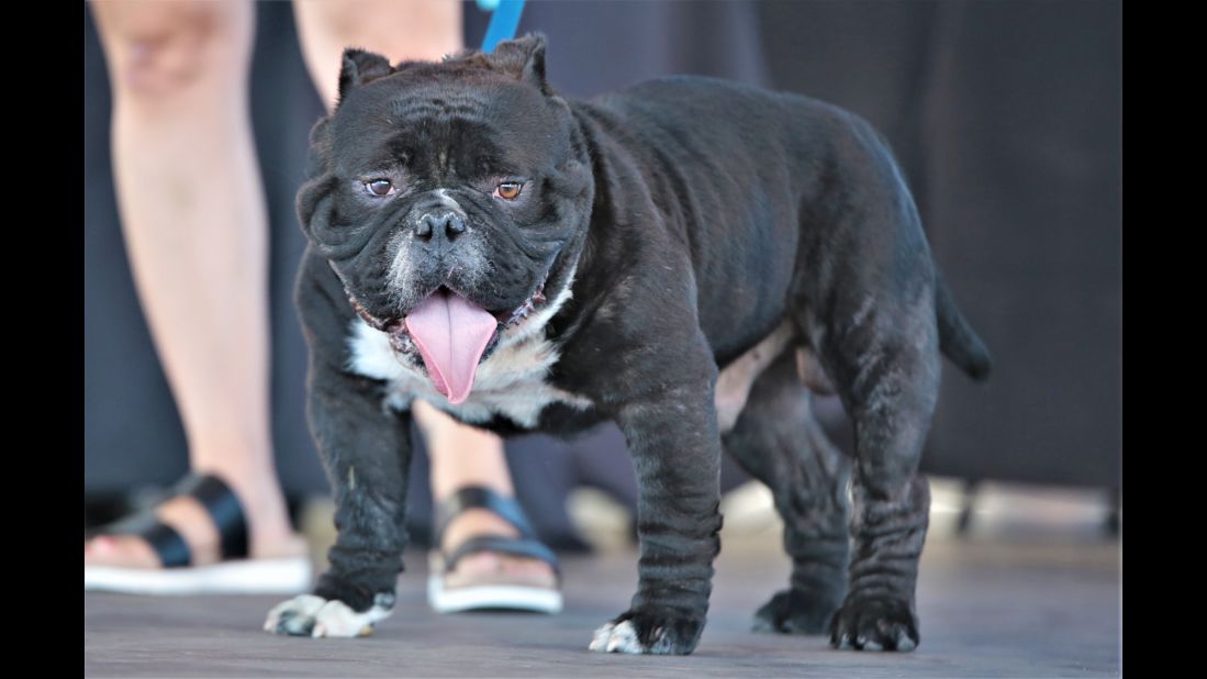 Meatloaf, another bulldog, also goes by many names, including Meaty, Meatball, Mystery Meat and Snorlax. He was competing for the cash prize to fund a much-needed eye surgery. 