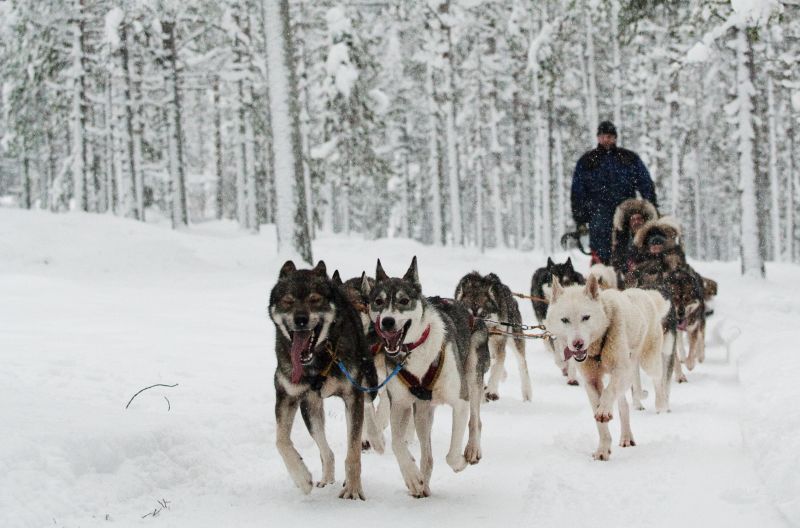 Husky sales sled ride