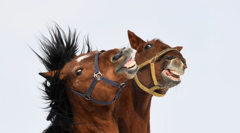 Horses Can Make Facial Expressions Just Like Humans | CNN