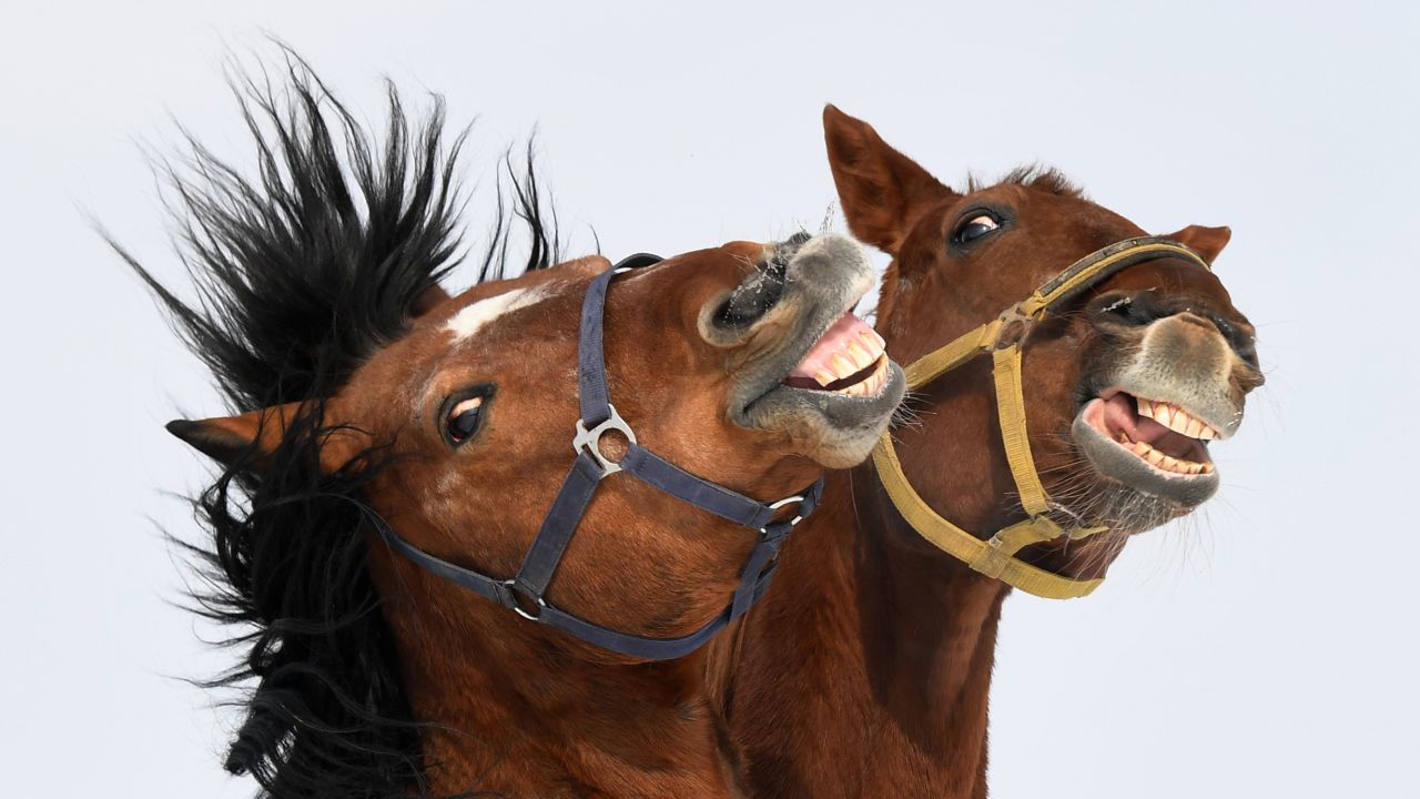 The study carried out by the University of Sussex identified that horses can make 17 facial expressions.