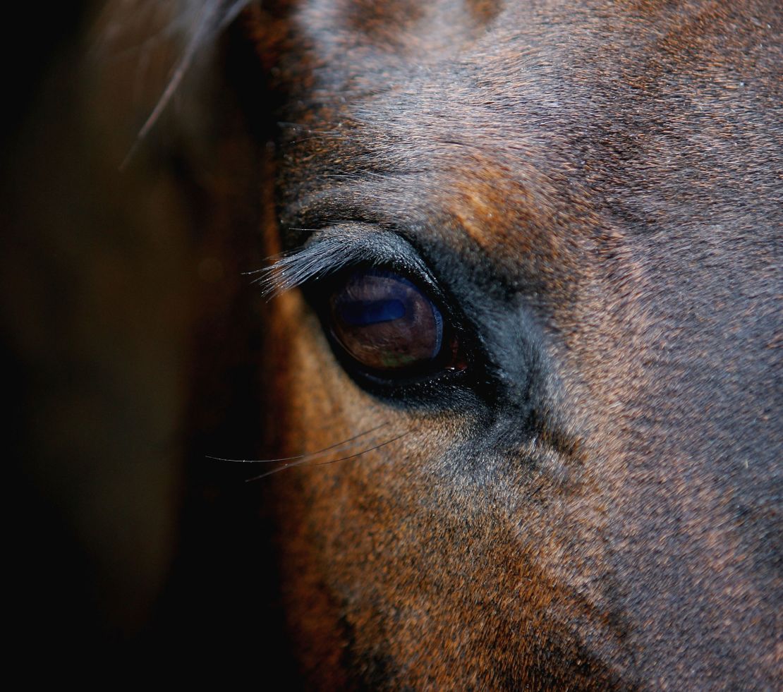 Using the Equine Facial Action Coding System, researchers found horses can make 17 facial expressions.