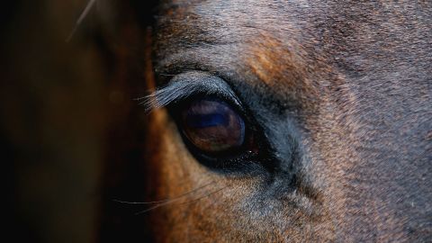 Using the Equine Facial Action Coding System, researchers found horses can make 17 facial expressions.