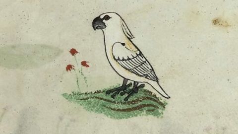 cockatoo drawing vatican